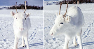 Photographer Captures Rare White Baby Reindeer While Hiking In Norway baby white reindeer