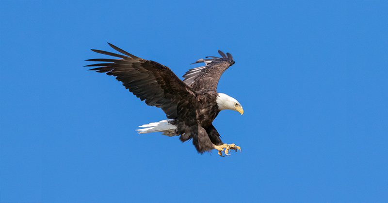 Bald eagle attacks government drone, sending it plummeting into Lake Michigan - Featured image