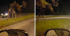 A Lot Of People Don't Realize That Moose Are Huge moose are huge