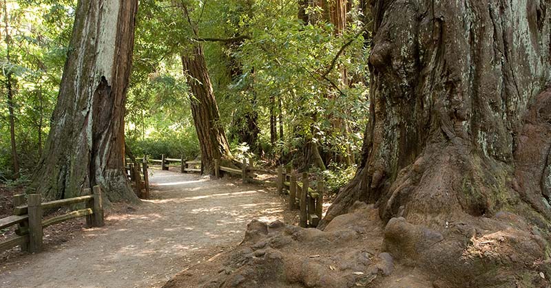 Big Basin, Home To Majestic Coast Redwoods, Is ‘Gone’ - Featured image