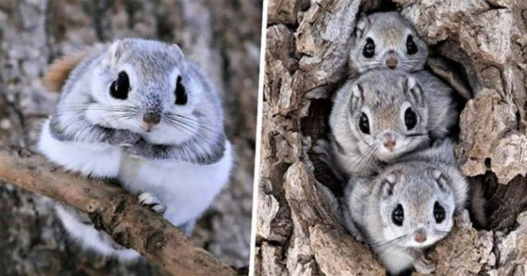 These Tiny Squirrels That Look Like Pokémon Can Only Be Found On Remote Japanese Islands - Featured image
