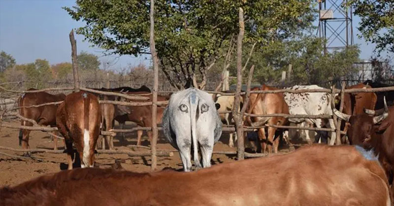 eyes on cattle