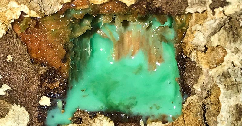 The rare plants that ‘bleed’ nickel - Featured image