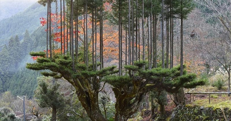 daisugi forestry technique