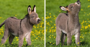 Mini Donkeys are the Most Underrated Adorable Animals That You Can Get as Pets mini donkey