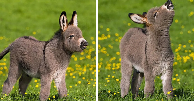 Mini Donkeys are the Most Underrated Adorable Animals That You Can Get as Pets - Featured image