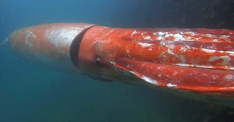Watch a diver swim right next to a 12-foot giant squid in Japan - Featured image
