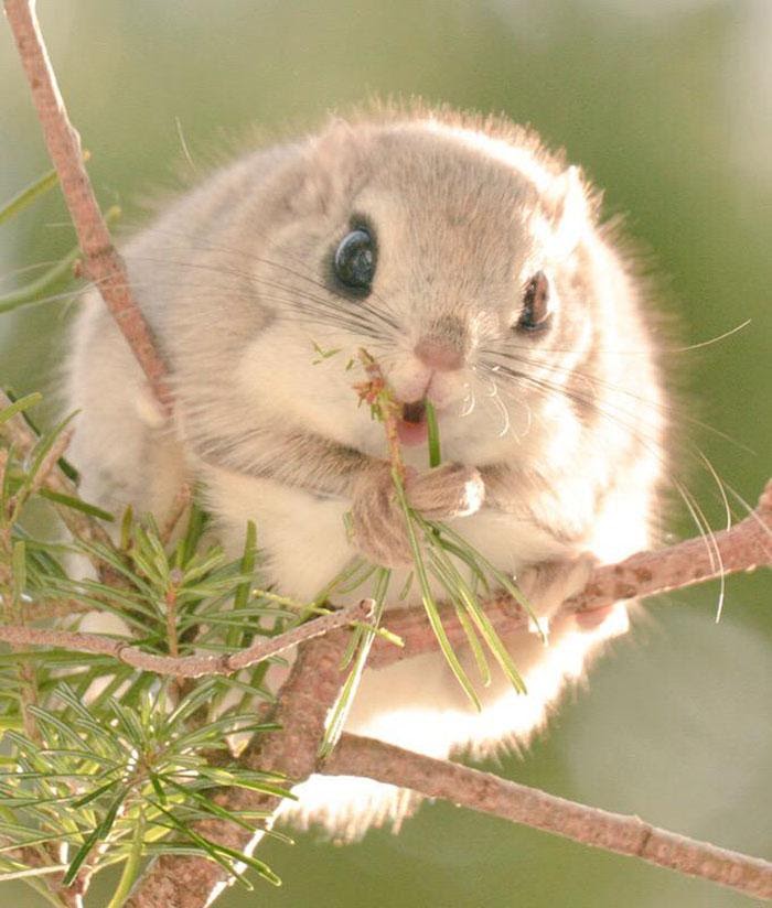 japanese flying squirrel