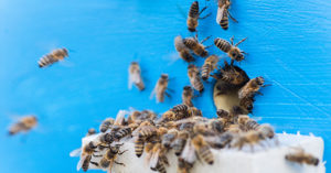 honey bees
