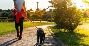Dogs Must be Walked Twice a Day, According to a New German Law walking the dog