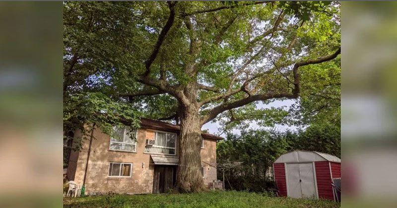 Canadians Unite In a Fight to Save an Ancient Tree Older Than the Country Itself - Featured image