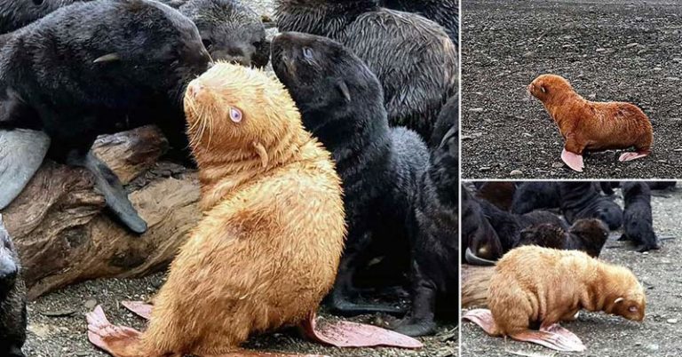 Extremely Rare Ginger Seal May Have To Be Rescued After Being Shunned By Its Colony - Featured image