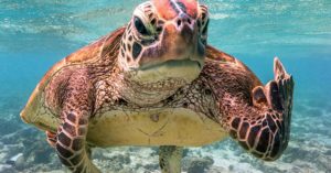 32 Comedy Wildlife Photos That Will Brighten Up Your Day turtle giving finger