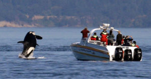 A pod of killer 'crazy' killer whales launched coordinated attacks on boats, terrifying the sailors and baffling scientists killer whales