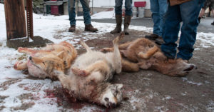 wildlife killings