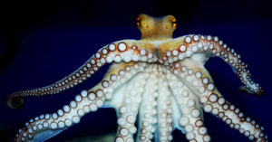 This 'male' octopus surprised its keepers with a cloud of 10,000 babies octopus