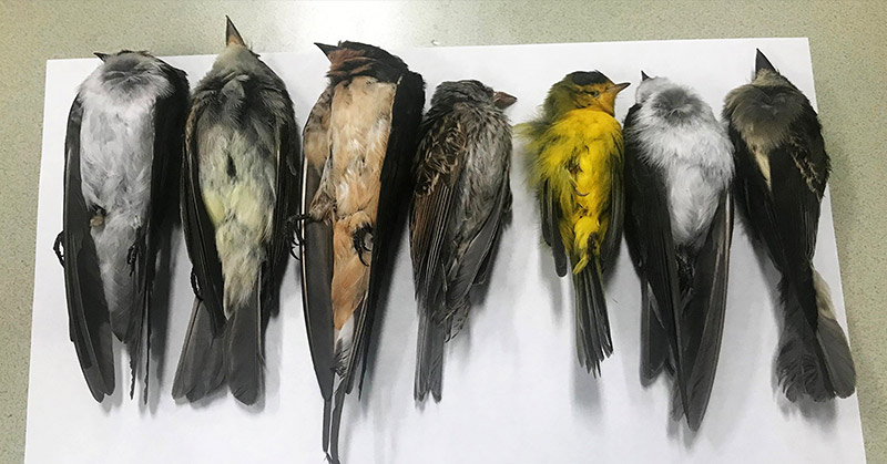 Birds Mysteriously Dropping Dead Across Southwestern U.S. - Featured image