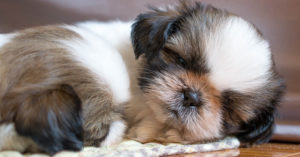 10 Dog Breeds That Live a Long Time fluffy dog