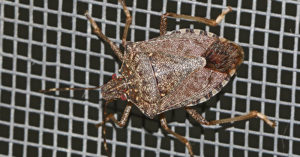 Warning: A ‘Robust' Explosion Of Stink Bugs Could Be Headed Your Way stink bug