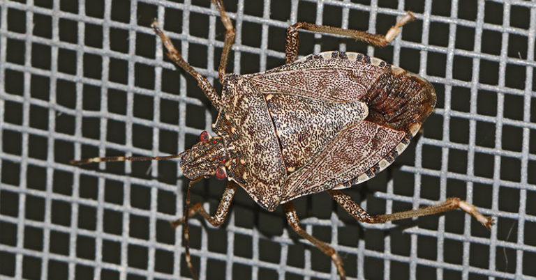 Warning: A ‘Robust’ Explosion Of Stink Bugs Could Be Headed Your Way - Featured image