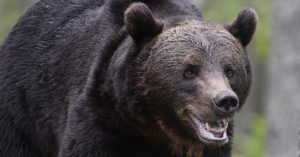 Hikers discover bear eating man at Great Smoky Mountains campsite black bear