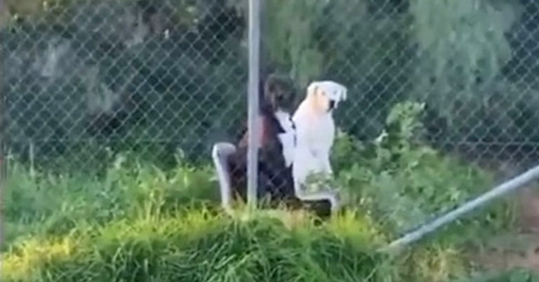 Man Spots Dog Friends Sitting Side-by-Side on Chairs in a Field, Posts Odd Encounter on TikTok - Featured image