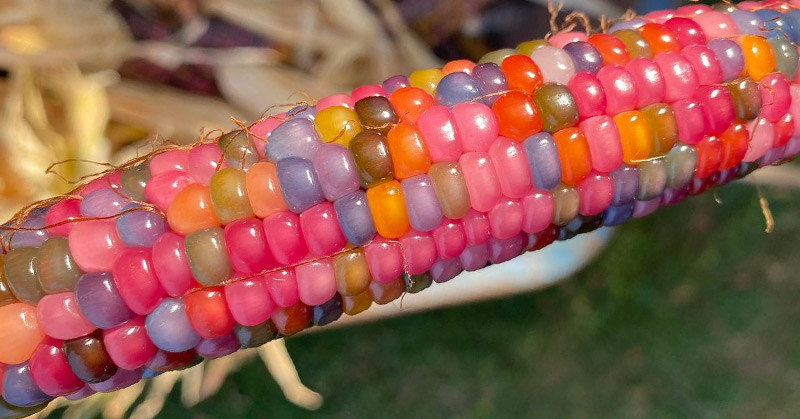 “Glass Gem” Rainbow Corn Exists and Its Conception is Incredible - Featured image