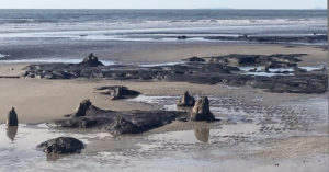 ancient sunken forest