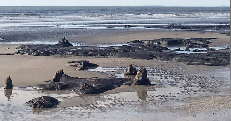 Storm Francis Reveals an Ancient Underground Forest That Was Hidden for Thousands of Years - Featured image