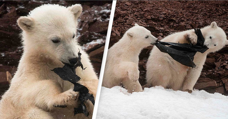 Hungry Polar Bears Chew On Plastic Bag In Heartbreaking Photos - Featured image