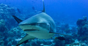 shark