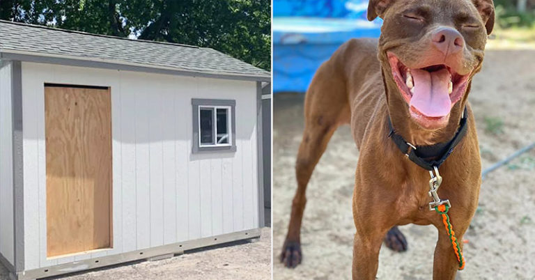 Texas Shelter Builds Tiny Homes to Give Rescue Dogs Awaiting Adoption a ‘Home-Like Environment’ - Featured image