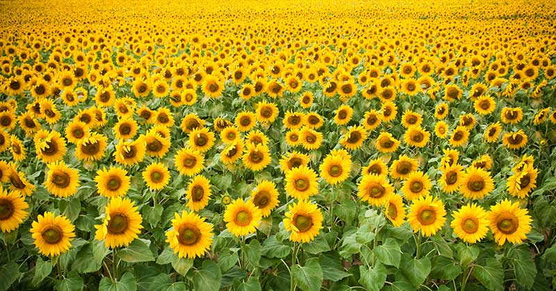 Farmer Plants Field of Sunflowers to Make You Smile - Featured image