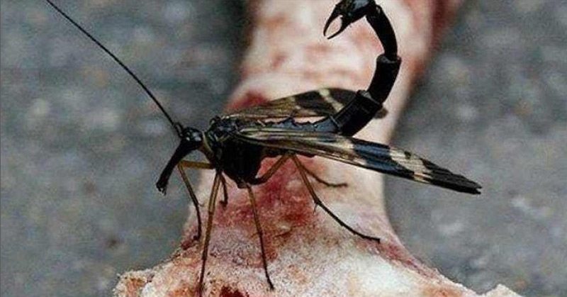Insects Called Scorpionflies Exists, and They are Terrifying - Featured image