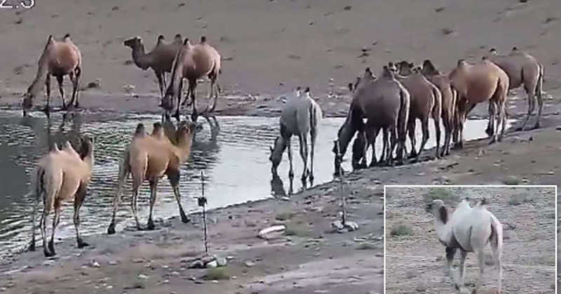 Incredibly rare albino camel is captured on camera at nature reserve - Featured image