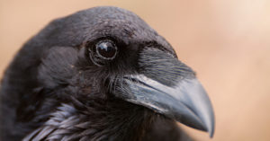 crow