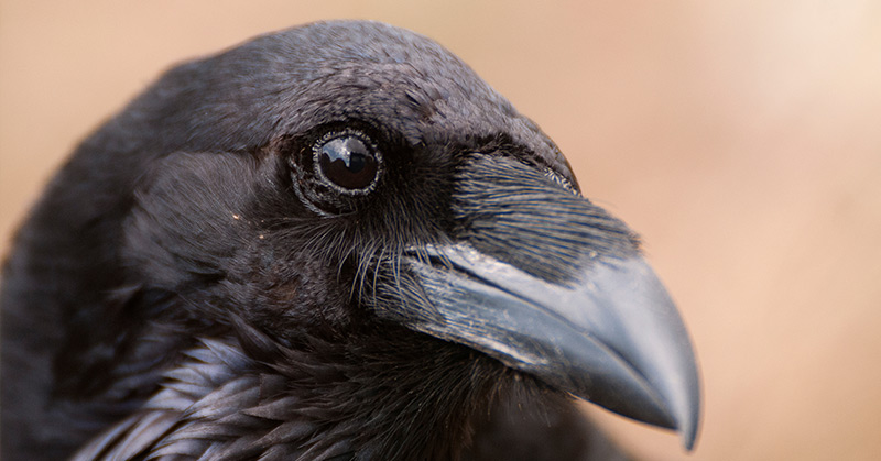 Crows Are Capable of Conscious Thought, Scientists Demonstrate For The First Time - Featured image