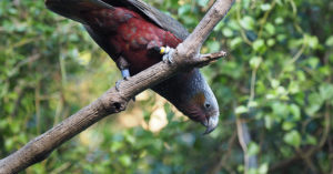parrot on branch