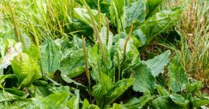 plantain plant