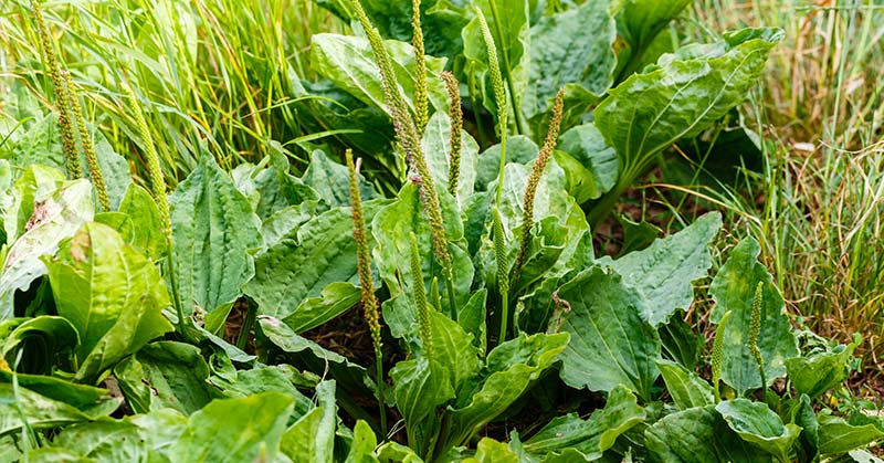 Why Knowing How to Use Plantain Is Like Carrying a First Aid Kit Around in Your Pocket - Featured image