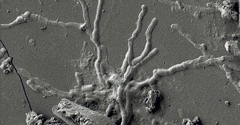 Scientists find intact brain cells in skull of man killed in Vesuvius eruption - Featured image