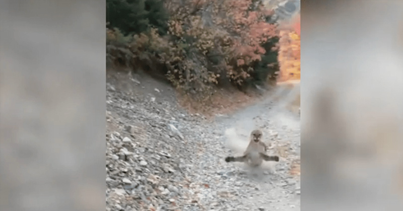 Cougar stalking Utah hiker in a terrifying 6-minute encounter (VIDEO) - Featured image