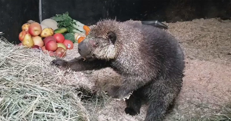 porcupine reunited with mate