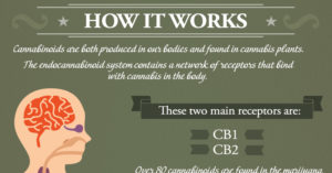What Cannabis Does To Your Mind & Body Depending On How You Ingest It (Infographic) cannabis infographic