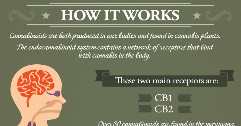 cannabis infographic