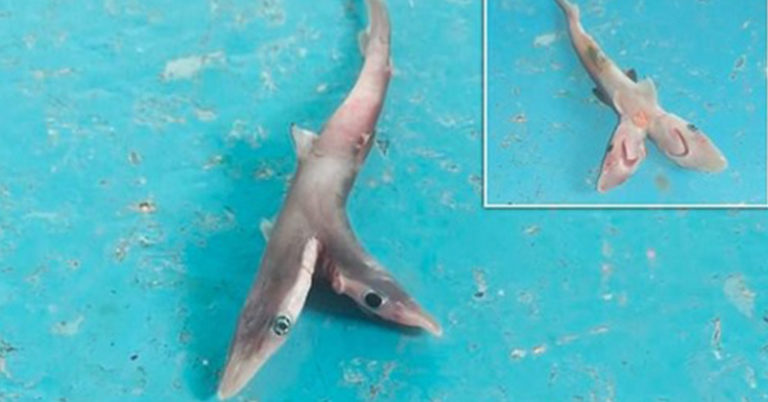 Two-headed mutant shark is discovered by fishermen - Featured image