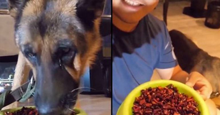 German Shepherd’s Eyes Water After Being Forced To Eat Spicy Food By Owner During Live-Stream - Featured image