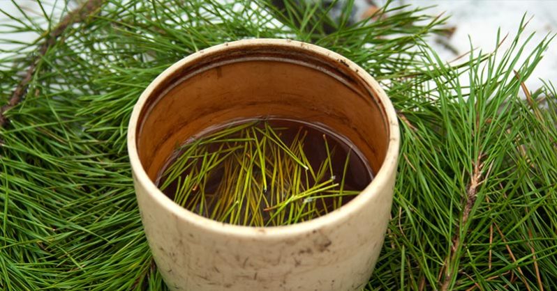 6 Medicinal Trees You Can Grow In Your Yard