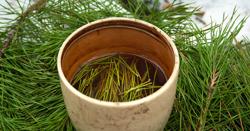 6 Medicinal Trees You Can Grow In Your Backyard - Featured image