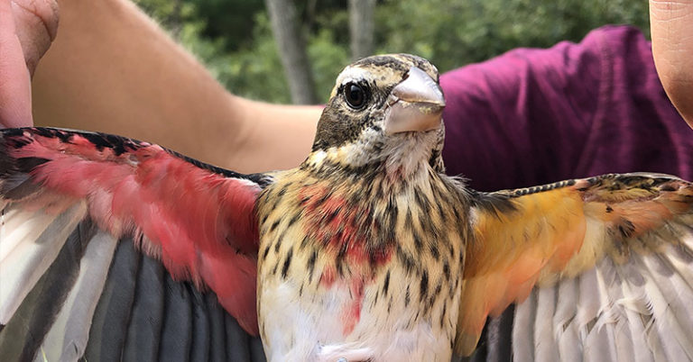 Half-male, half-female songbird discovered in Pennsylvania - Featured image